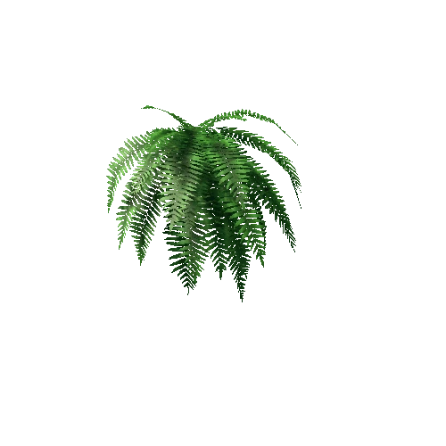 plant_HangingFern_Long