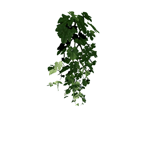 plant_Tricosanthes_Vine_01