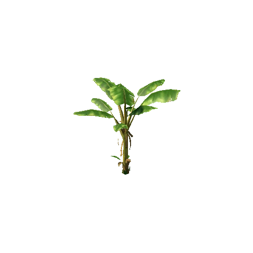 tree_Banana_01