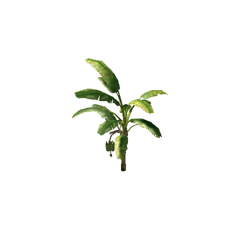 tree_Banana_03_withFruit_LowPoly