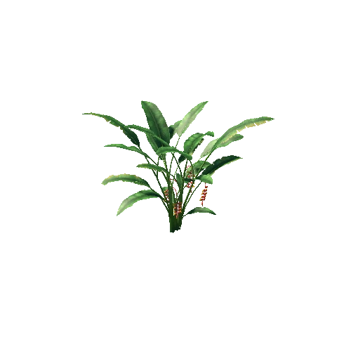 tree_Heliconia