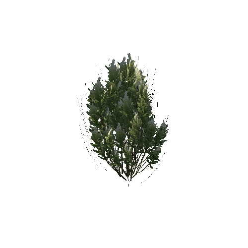 BroomBaccharis1