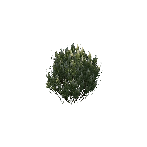 BroomBaccharis3