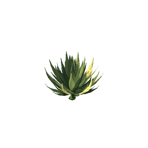 MurphysAgave01