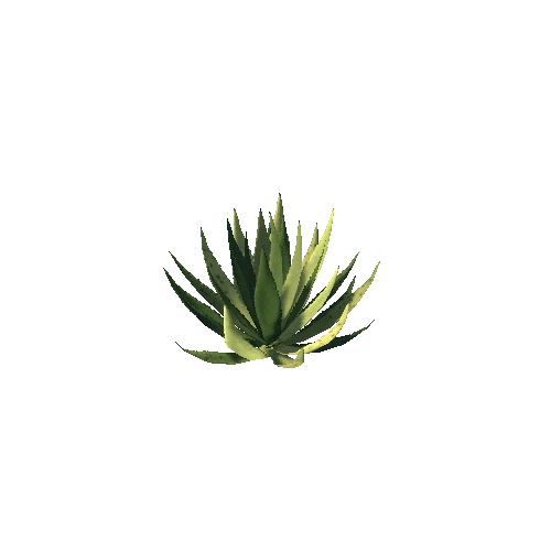 MurphysAgave02