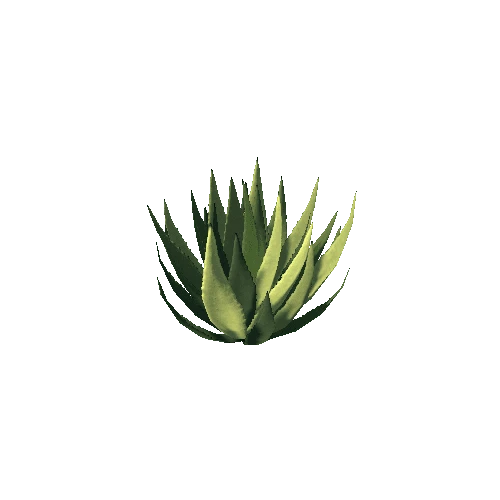 MurphysAgave03