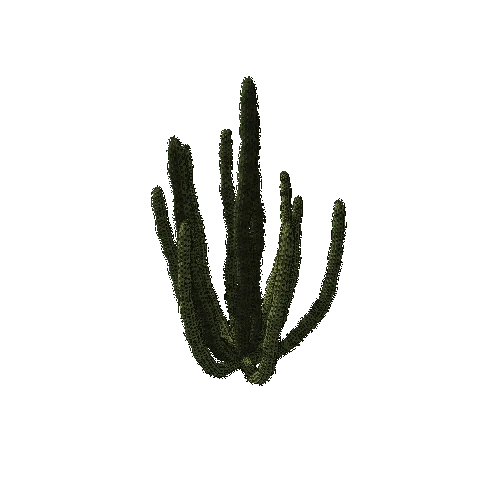 OrganPipeCactus01