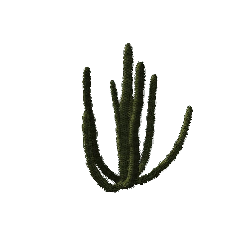 OrganPipeCactus02