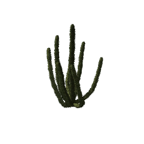 OrganPipeCactus03