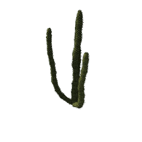 OrganPipeCactus04