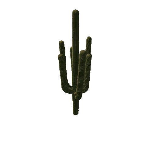 Saguaro02