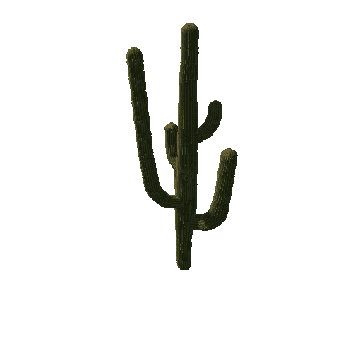 Saguaro03