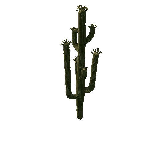 SaguaroFl01