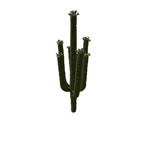 SaguaroFl02