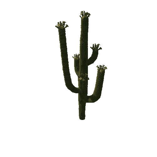 SaguaroFl03