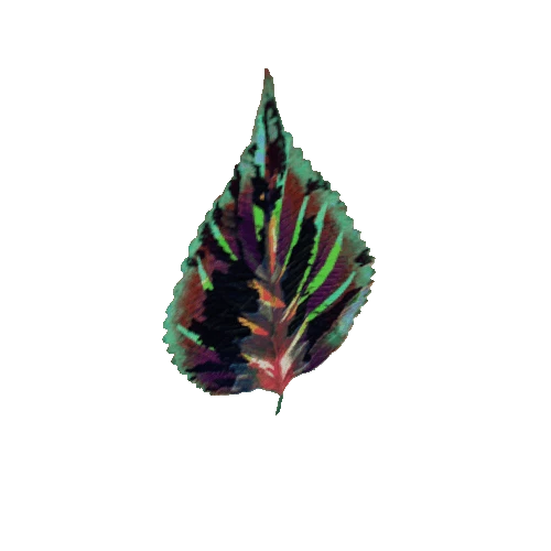 Small_RedVibrant_Leaf