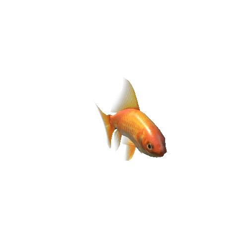 golden_fish