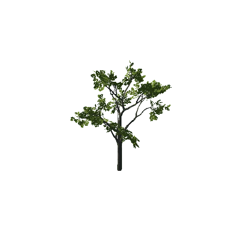 Tree_12