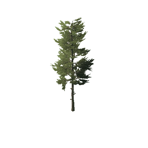 Conifer_Desktop