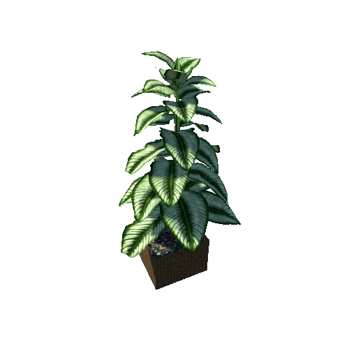 plant11