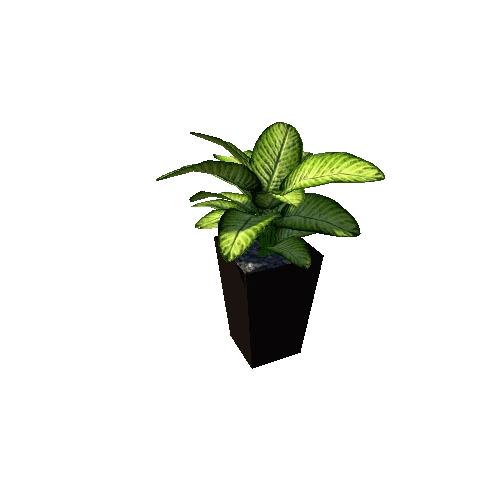 plant4