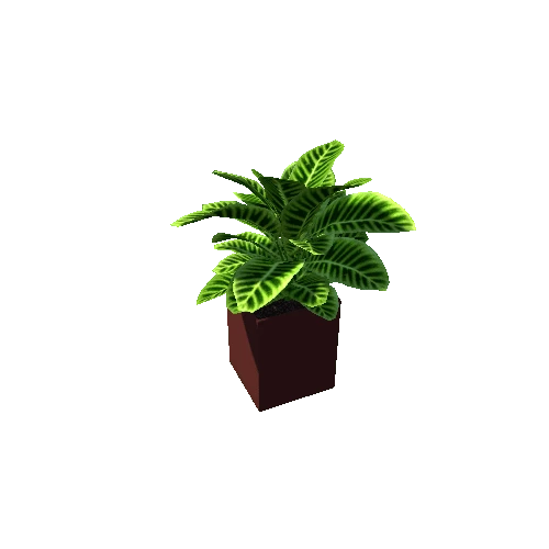 plant6