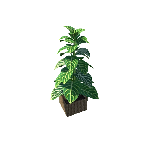 plant9