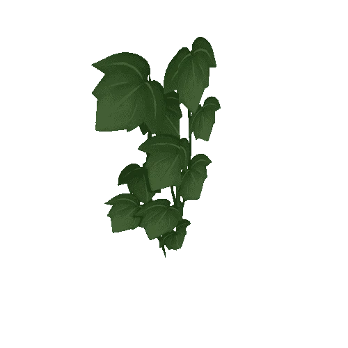 Plant_04a