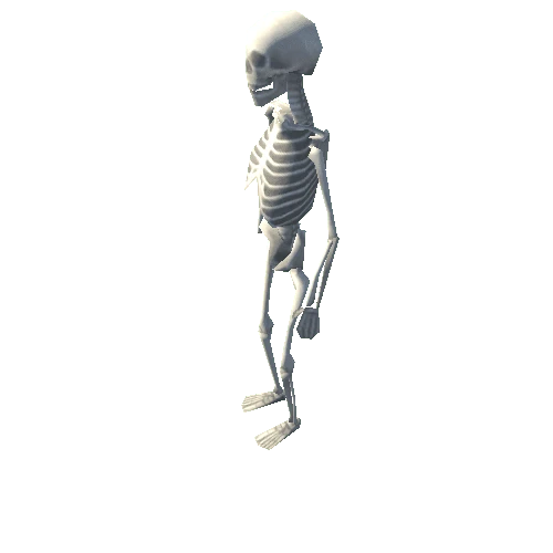 Skeleton01