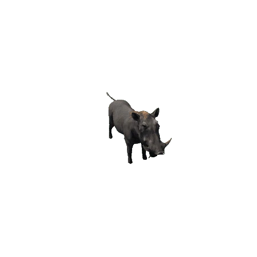 Warthog_Highpoly