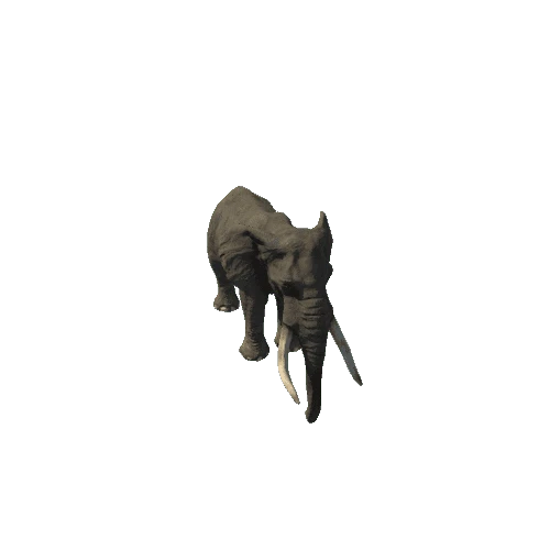 elephant_ii_sv_rm_HP_LOD