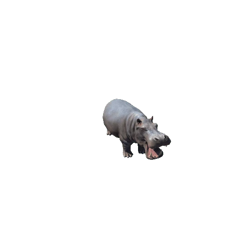 hippopotamus_SV_IP_HP
