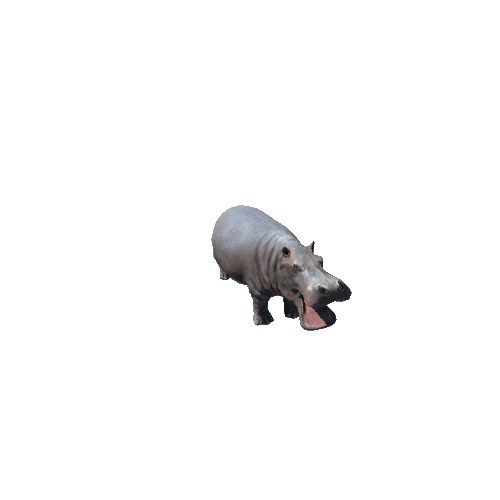hippopotamus_SV_IP_LP