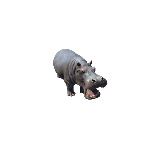 hippopotamus_SV_RM