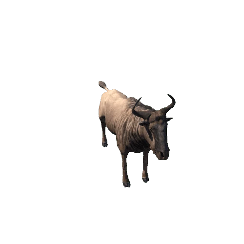 wildebeest_RM_LP