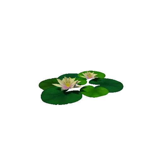 Lily_Pad_White_A