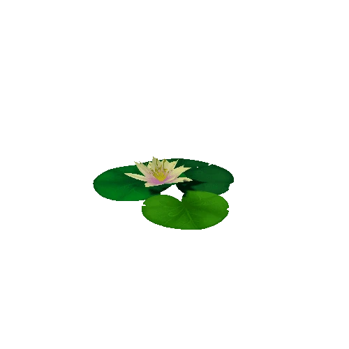 Lily_Pad_White_D