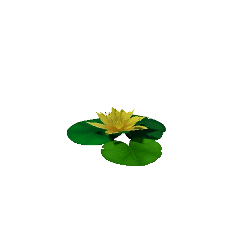 Lily_Pad_Yellow_D