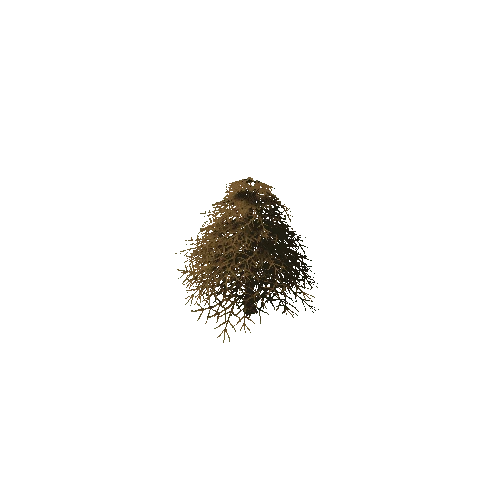 Fir01_NO_LEAVES