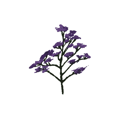 Limonium