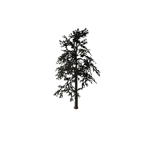 Pine01_NO_LEAVES