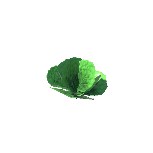 lettuce