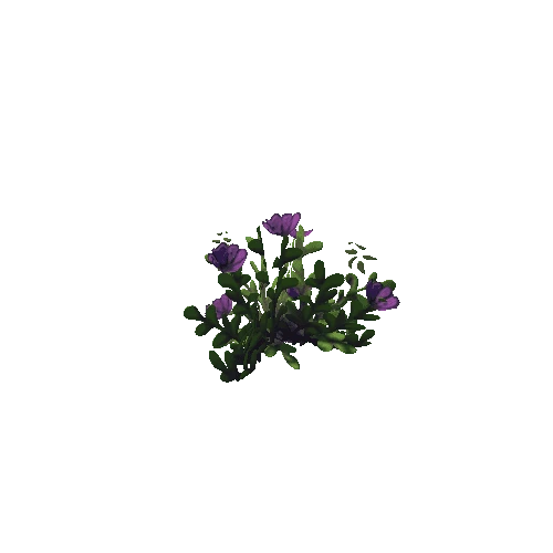 PlantPurpleFlowers