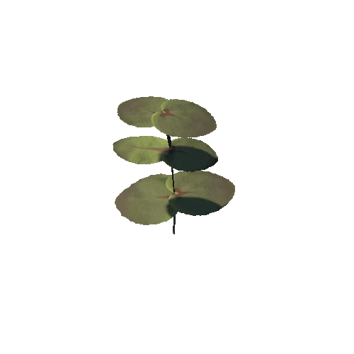 elephant_plant_06