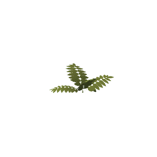 sensitivefern_02_boned