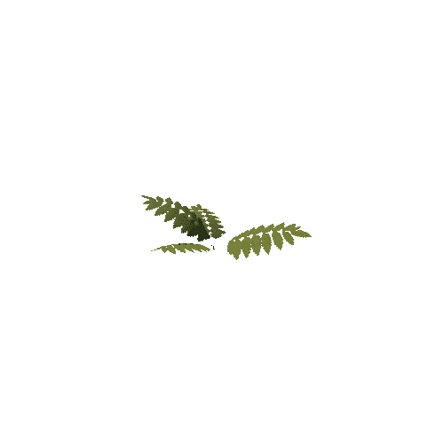 sensitivefern_04_boned