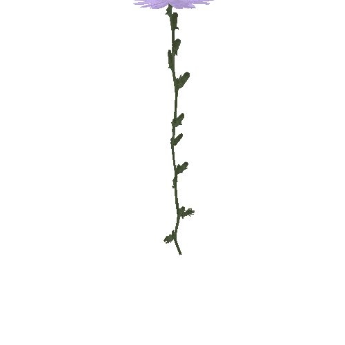 tall_weed_flower_01