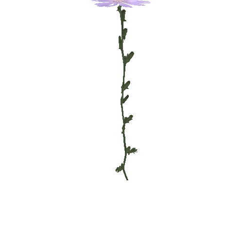 tall_weed_flower_02