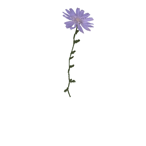 tall_weed_flower_03