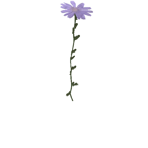 tall_weed_flower_04